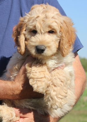 Minature golden fashion doodle puppies